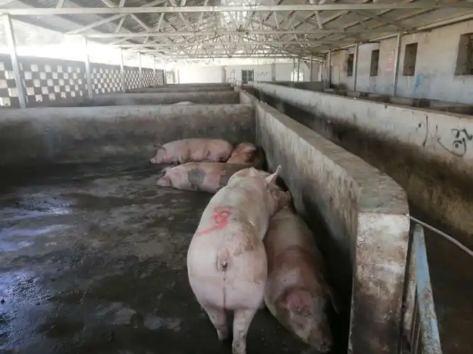 Application of sodium hypochlorite in slaughterhouses: a key line of defense to ensure safety and hygiene