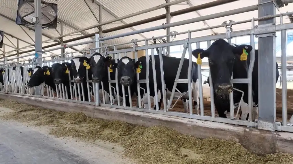 Application of sodium hypochlorite in pastures