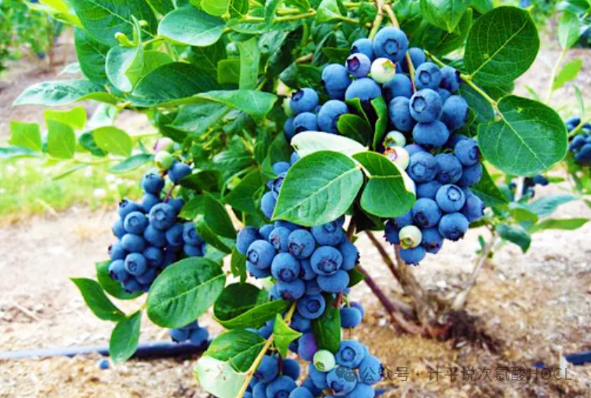 image/2026/01/271643082569.webp image/2026/01/271643082569.webp