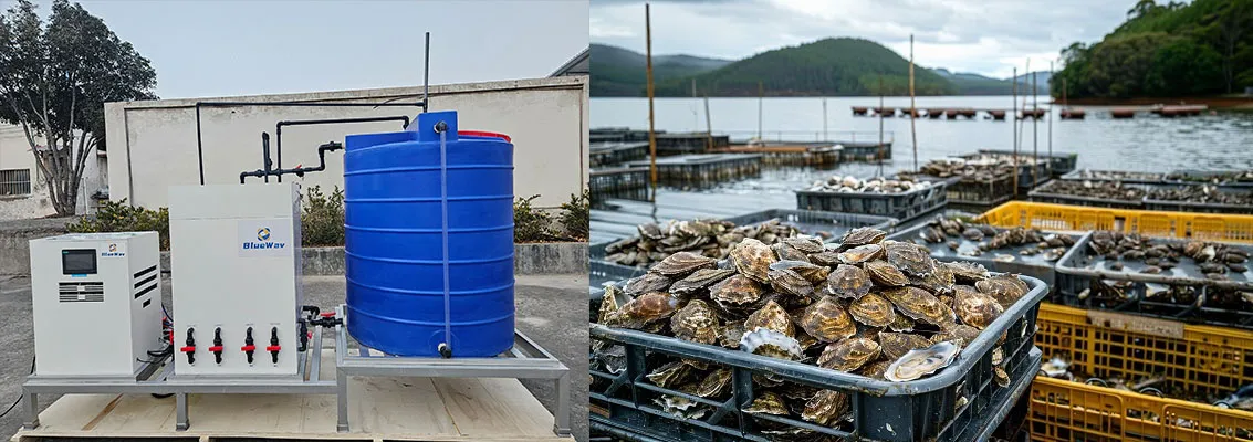 Efficient, Safe, and Sustainable: Purifying Shellfish with Chlory Hypochlorous Acid Generators
