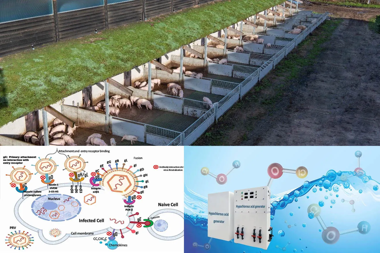 Hypochlorous Acid Disinfectant: PRV Nucleic Acid Degradation & Disinfection Efficacy Evaluation